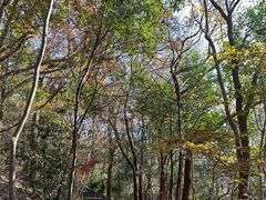 -紫金山山顶公园