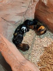 -Zoolung Zoolung动物主题公园(海信广场店)