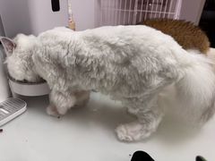 -猫苑生活馆