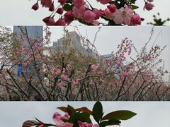 -金鸡湖景区