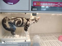 -lincat·猫舍(广州店)