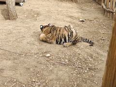 -鄂尔多斯野生动物园