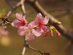 -天适樱花悠乐园