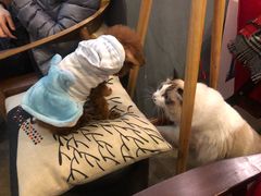 -咖法森林·咖啡  酒吧(天河店)