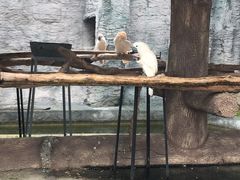 -清迈夜间动物园