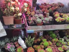 -花鸟鱼虫鲜花绿植市场(玉泉路店)