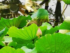 -荷花公园