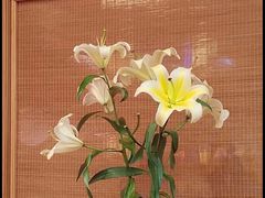 -那家山城(樱桃园店)