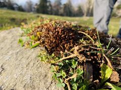 -老秃顶草原景区