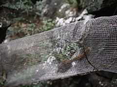 -千岛湖石林