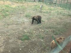 -新疆天山野生动物园