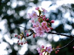 -天适樱花悠乐园