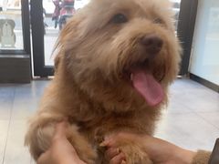 -帕帕拉兹宠物(亚洲旗舰店)