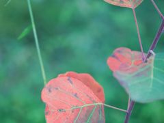 -北京西山国家森林公园
