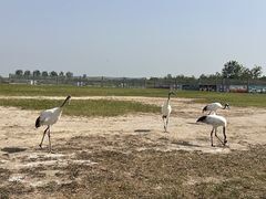 -盐城丹顶鹤湿地生态旅游区