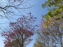 -天适樱花悠乐园