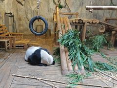-深圳野生动物园