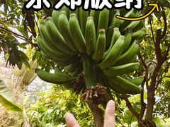 -呀路古热带植物园