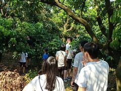 -从化深英荔枝黄皮龙眼采摘园