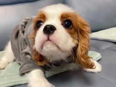 -萌宠之家·腊肠犬·马尔泰·小体犬舍