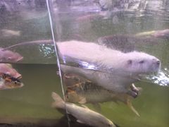 -正佳雨林生态植物园