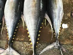 -尼甘布海鲜市场