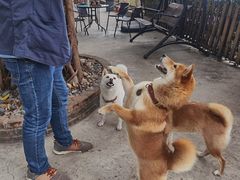 -柴犬高等学院·狗咖·柴犬售卖·宠物训练