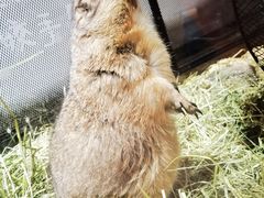 -有猫主题·治愈系猫咖(曾厝垵店)