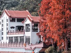 -深圳仙湖植物园