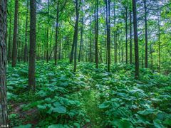 -洛阳白云山景区