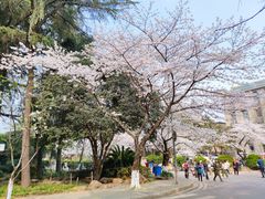 -武汉大学-樱园