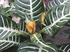 -艾溪湖湿地公园