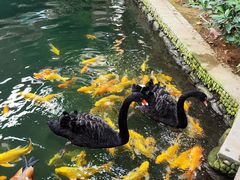 -南宫五洲植物乐园