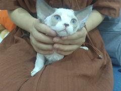 -山宅一喵德文卷毛猫舍