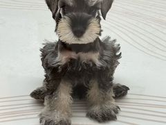 -帕帕拉兹宠物(亚洲旗舰店)