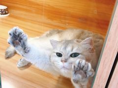 -猫十亿·布偶金渐层·曼基康矮脚猫舍(青年路店)
