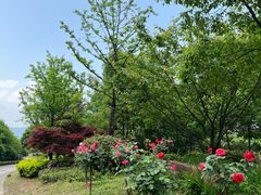 -铁山坪森林公园