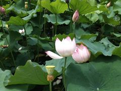 -绿豆饼车轮饼(学林街店)