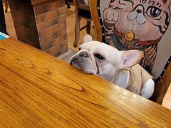 -more than meow吴止猫主题餐厅(承德 中船汇店)