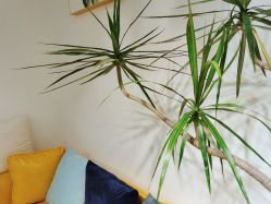 -杨丹国际美学肌研所