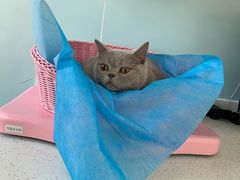 -纳吉亚猫专科动物医院·北北分院