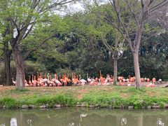 -上海野生动物园