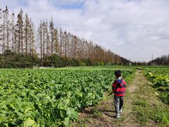 -上海长兴岛郊野公园