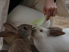 -前小桔亲子创意农场·草莓采摘·露营烧烤