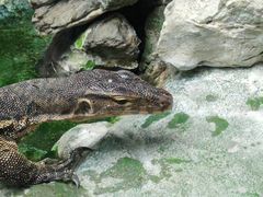 -广州长隆飞鸟乐园