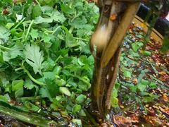 -临江后街鳝丝(临江店)