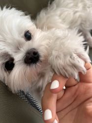 -阿噶西美甲美睫