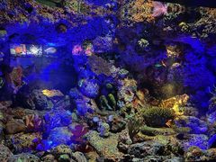 -上海海洋水族馆