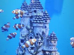 -海合安武汉极地海洋公园