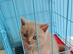 -瑞派福兴宠物医院犬猫全科·骨科·中西医结合(河东店)